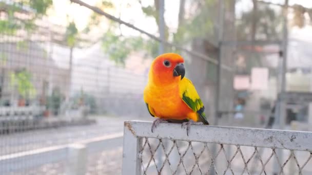 Close Colorido Amarelo Verde Amor Pássaro Rede Metal Chilrear — Vídeo de Stock
