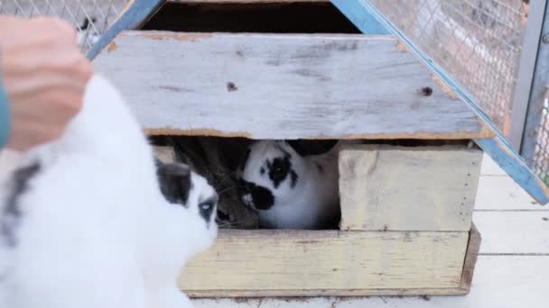 White Black Dot Rabbit Jumoing Woman Hand Wooden House Stay — Stock Video