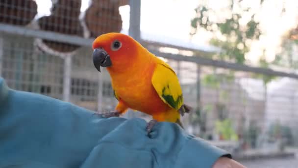 Zwei Bunte Liebesvögel Gehen Und Kneifen Hemd Auf Frauenarm — Stockvideo