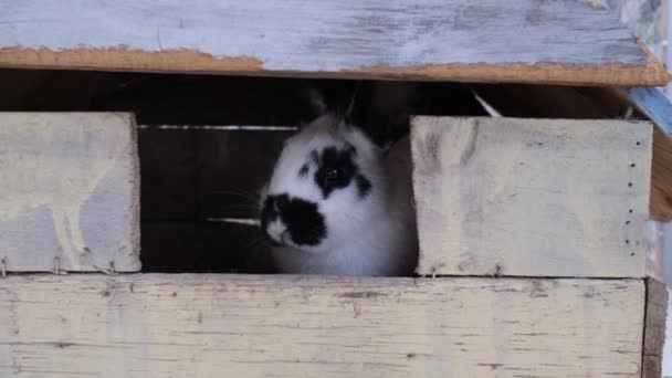 Bir Beyaz Siyah Nokta Tavşan Kapalı Retro Ahşap Evin Içinde — Stok video