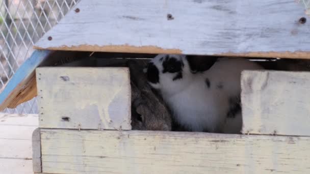 Beyaz Siyah Noktalı Tavşan Kahverengi Tavşan Retro Ahşap Evde Kalın — Stok video