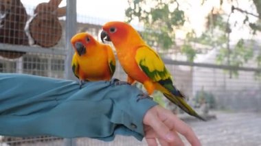 İki rengarenk aşk kuşu kadın kolunda yürüyor ve gömleğini sıkıyor.