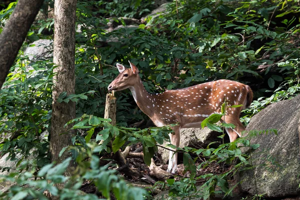 Close Female Spotted Deer Standing Stone Forest Animal Wild Life — Stock Photo, Image