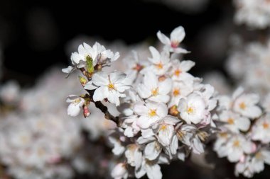 Bulanık ve koyu arkaplanda Japon doğal beyaz kiraz çiçeklerinin yakın çekimi. Klasik renkli doğa arkaplanı