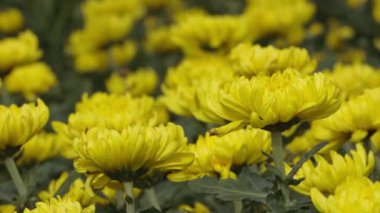 Bahçedeki sarı kasımpatı çiçek hareketini kapat. Çiçekler çok güzel.