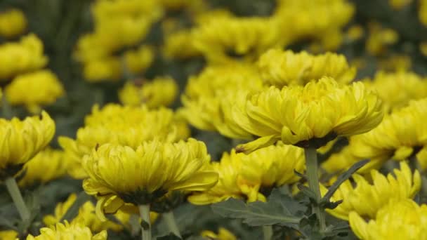 Bahçedeki Sarı Kasımpatı Çiçek Hareketini Kapat Çiçekler Çok Güzel — Stok video