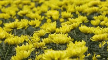 Bahçedeki sarı kasımpatı çiçeğini kamerayla yukarı kaldır. Çiçekler çok güzel.