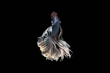 Betta Yüzme Eylemi, Siyam dövüş balığı; Yarıay gümüş ve beyaz betta kırpma yolu ile siyah zemin izole