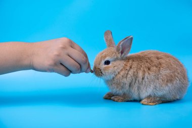Mavi arka planda oturan kahverengi, tapılası tavşanı elle besleyin. Tatlı bebek Hollanda Dwaf ve Hollanda Paskalya kutlaması için tavşan kesiyor.
