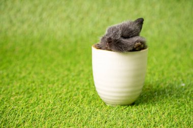 Yeşil çimen arka planında beyaz bardağın içinde uyuyan küçük siyah bir tavşan. Tatlı bebek Hollanda Dwaf ve Hollanda Paskalya kutlaması için tavşan kesiyor.