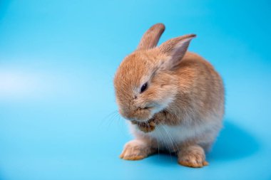 CLose up One brown young adorable bunny sitting lick and clean leg on blue background. Cute baby Netherlands Dwaf and Holland lops rabbit for Easter celebration clipart