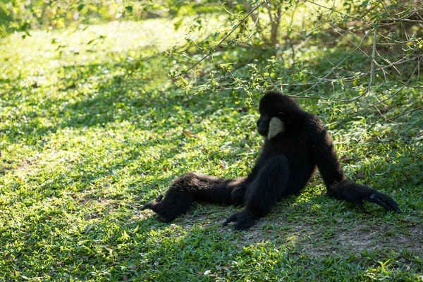 Black Pileated Gibão Hylobates Pileatus Sentado Olhando Grama Verde Sob — Fotografia de Stock