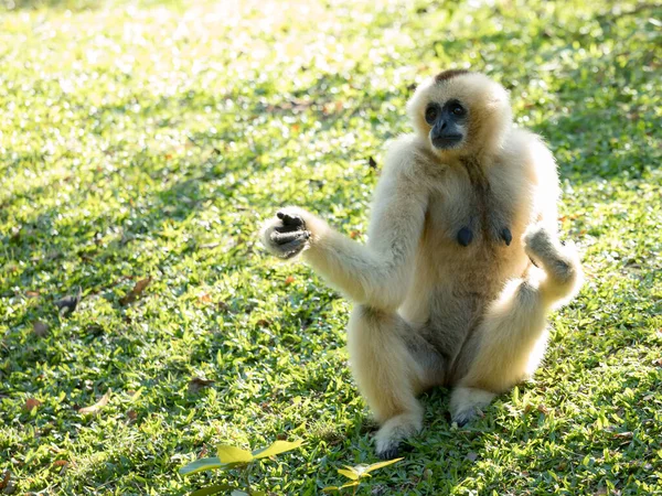Gibbon Pilé Femelle Blanche Hylobates Pileatus Assis Lever Main Sur — Photo