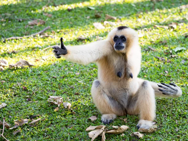 Gibbon Pilé Femelle Blanche Hylobates Pileatus Assis Levez Main Mendiant — Photo