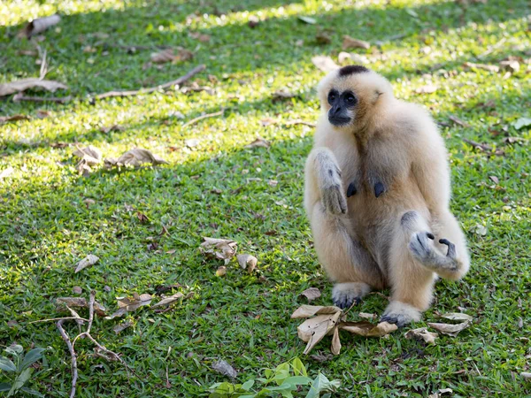 Gibbon Pilé Femelle Blanche Hylobates Pileatus Assis Sur Herbe Verte — Photo