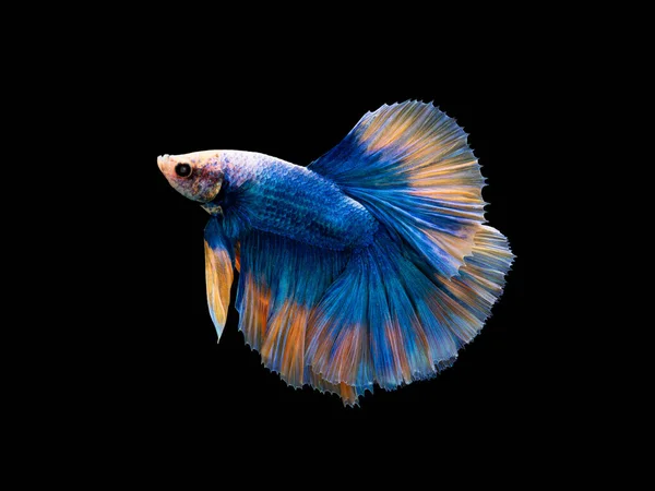 Betta Colorido Pla Kad Peixe Mordedor Tailandês Halfmoon Betta Azul — Fotografia de Stock