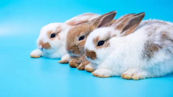 Close Tre Conigli Bianchi Marroni Seduti Fila Insieme Sfondo Blu — Foto Stock