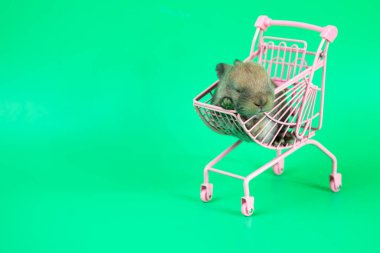 Yeşil arka planda pembe metal bir arabada uyuyan kahverengi bir yavru tavşan ve fotokopi alanı.