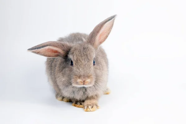 Giovane Coniglietto Adorabile Grigio Seduto Sfondo Bianco Carino Bambino Paesi — Foto Stock