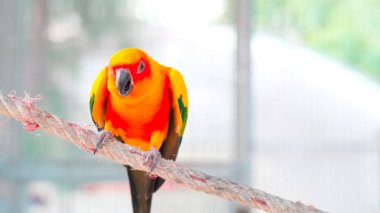 Renkli sarı turuncu aşk kuşunu kapatın. İp üzerinde dururken ötüyor. Fotokopi alanı ile bulanık arkaplan.