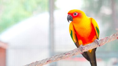 Kapatın. Renkli sarı turuncu, yeşil aşk kuşu halatta. Kopya alanı da var.