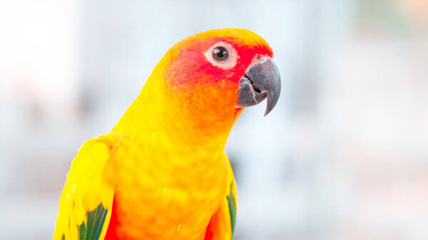 Close up Colorful yellow orange green love bird on rope blurry background with copy space