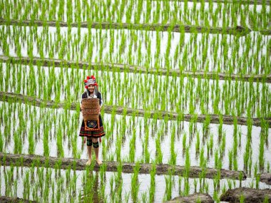 Hmong kabilesinden siyah elbiseli bir kadın pirinç tarlasında tahta sepet tutuyor.