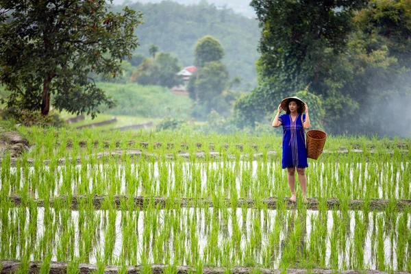 Hmong Helyi Kalap Kék Natív Ruha Áll Gerincen Zöld Rizs Stock Kép