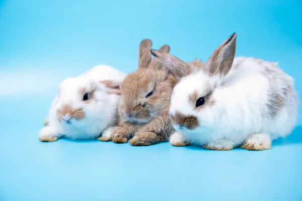 Acercamiento Tres Conejos Blancos Marrones Sentados Fila Juntos Sobre Fondo — Foto de Stock