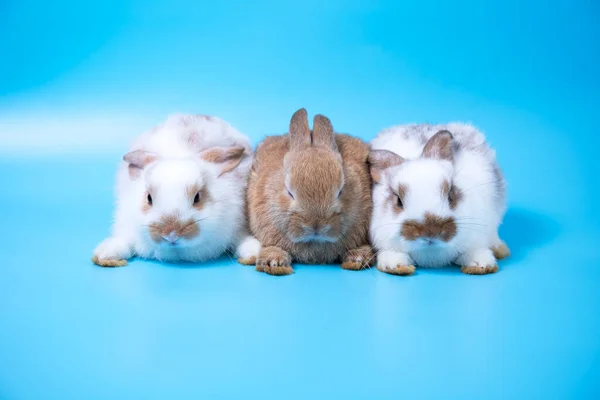 Acercamiento Tres Conejos Blancos Marrones Sentados Fila Juntos Sobre Fondo — Foto de Stock