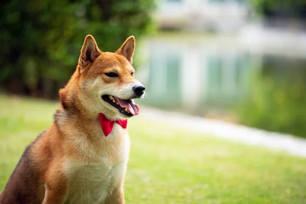 Close Brown Shiba Inu Cão Com Gravata Borboleta Vermelha Sentado — Fotografia de Stock