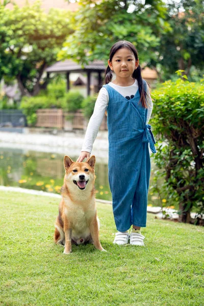 Азиатские Девочки Стоят Трогают Вместе Сидящей Собакой Сиба Ину Общественном — стоковое фото