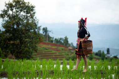 Canlı, geleneksel etnik kostümlü kadın pirinç tarlasında çıplak ayakla dikiliyor. Yanında örülmüş sepetle teraslı tepeler ve bulutlu dağ zeminiyle uzaklara bakıyor. Kültürel mirası ve kırsal yaşam tarzını sembolize ediyor.