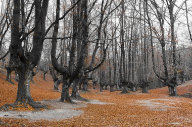 Otzarreta orman, Alava, Bask ülke, İspanya