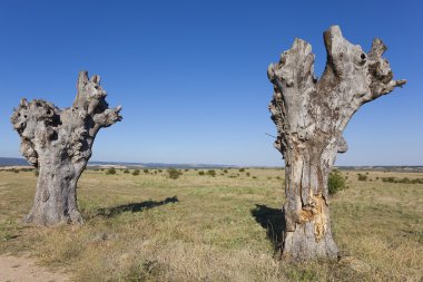 Clunia, Penalba de Castro, Burgos, Castilla y eski ağaçlar