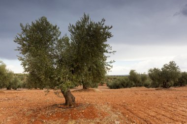 Tembleque, Ciudad Real Eyaleti, Castilla la Ma yakınındaki zeytin ağaçları