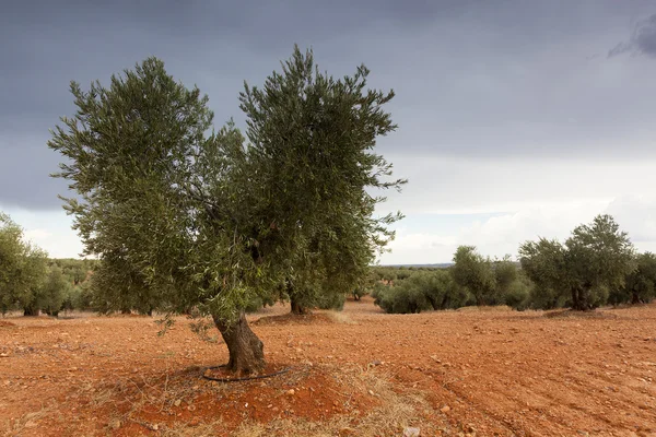 Olijfbomen in de buurt van Dalmine, Ciudad Real provincie, Castilla la Ma — Stockfoto