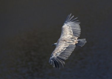Akbaba, hoces del duraton, segovia, İspanya