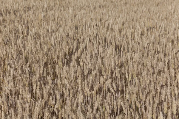 Field of wheat, Chamarande, Essonne, France — Stock Photo, Image