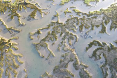 Santona Körfezi 'ndeki bataklık, Laredo, Cantabria, İspanya