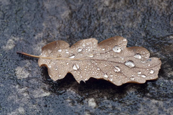 Autumn in Fontainebleau, Seine-et-marne, Ile de France, France — Stock Photo, Image