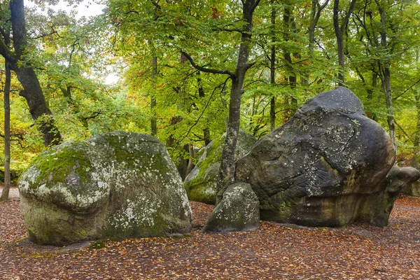 Fontainebleau orman, Seine-et-marne, Ile de France, Fransa — Stok fotoğraf