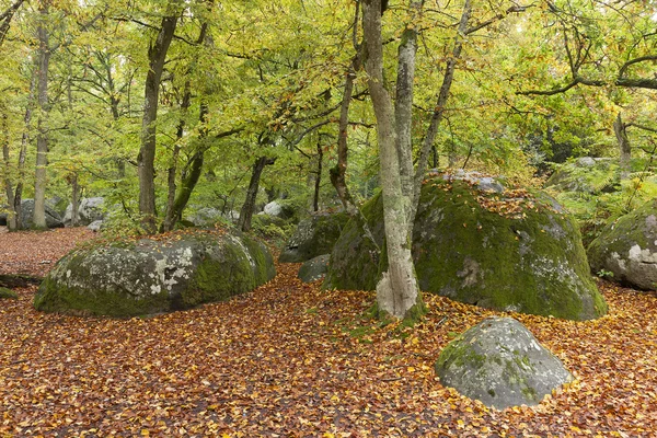 Forest of Fontainebleau, Seine-et-marne, Ile de France, France — Stock Photo, Image