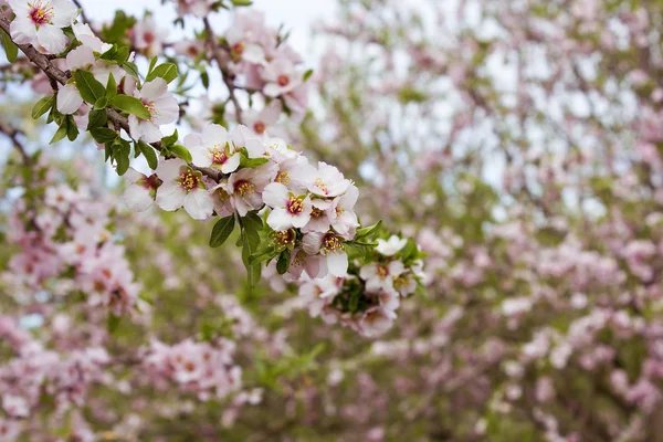 Çiçek açması badem ağacı bahçeleri — Stok fotoğraf