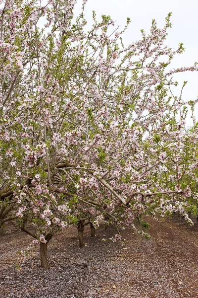 Blommande mandelträd fruktodlingar — Stockfoto