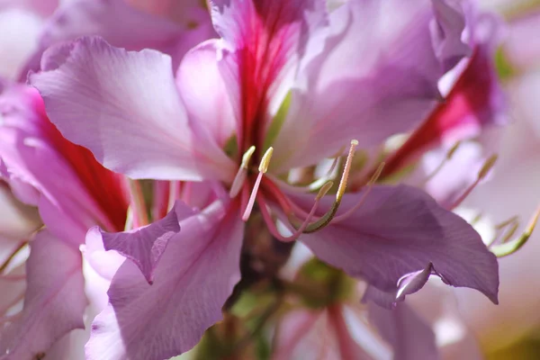 Blühender Orchideenbaum — Stockfoto