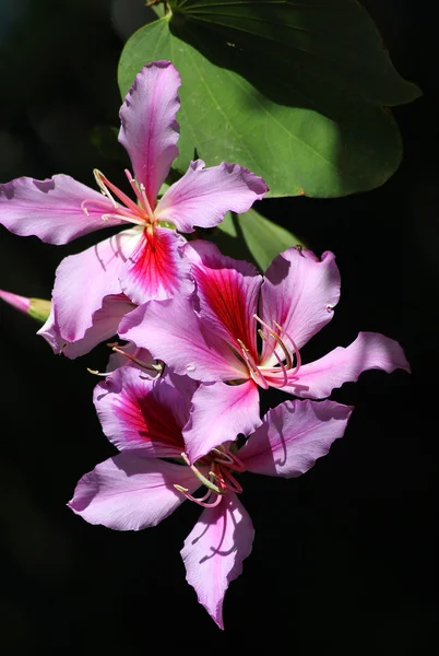 Blühender Orchideenbaum — Stockfoto