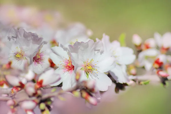 Jarní květ mandloň — Stock fotografie