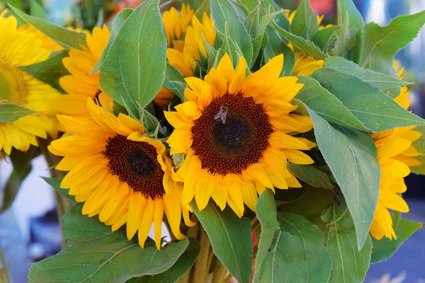 Kytice s dekorativní slunečnice — Stock fotografie