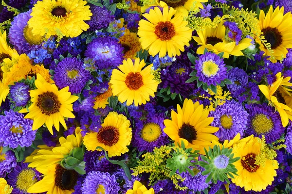 Dekorative Sonnenblumen und blaue Astern — Stockfoto